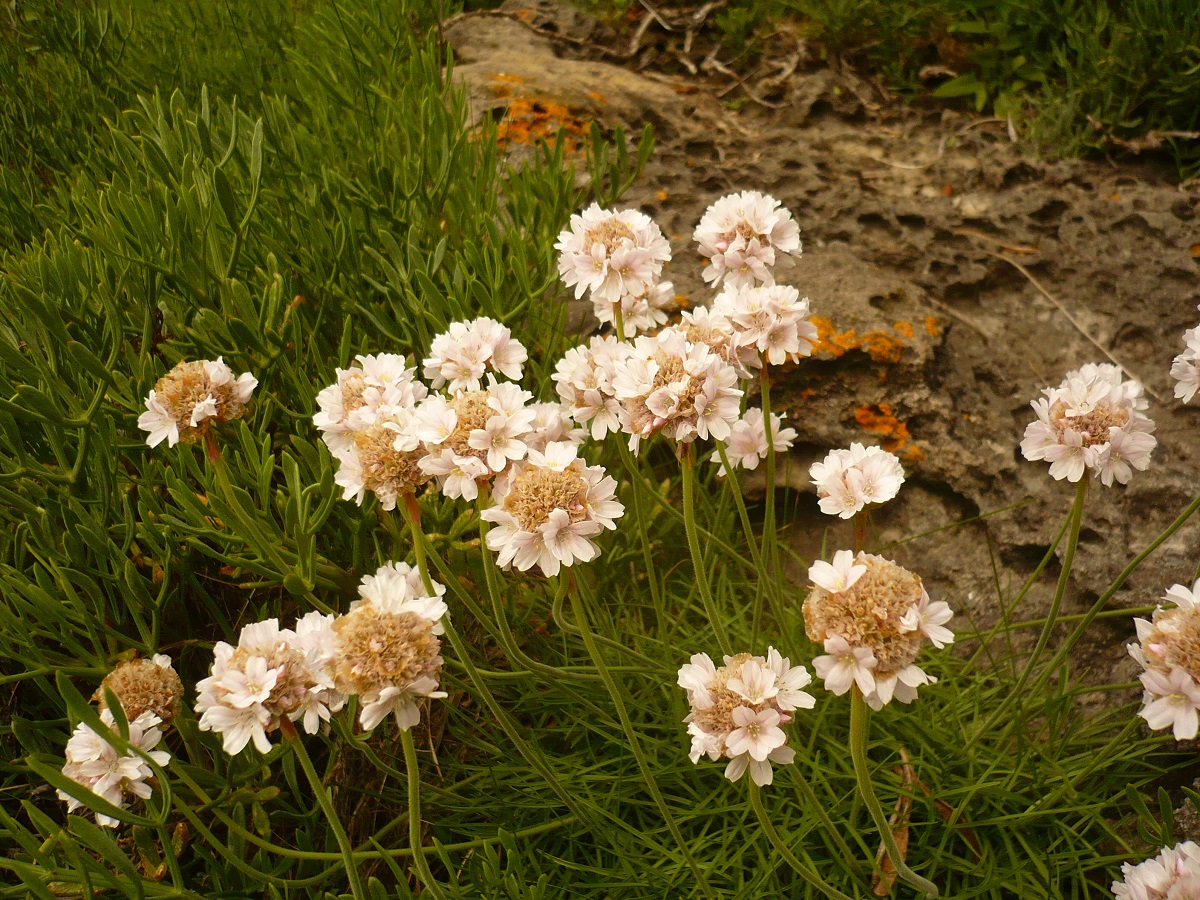 Armeria maritima (Plumbaginaceae)